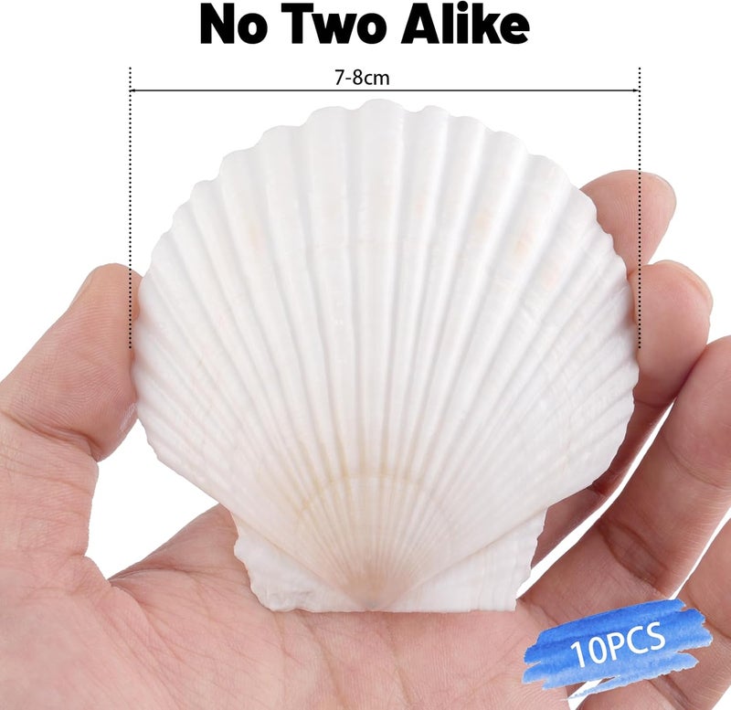 Mkobon 10 PCS Natural Scallop Shells for Crafts, 3 Inch White Seashell Decor for Home, Sea Shells for Decorating, DIY, Painting, Baking, Beach Wedding Decorations - Image 4